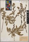 Foto von Salix cinerea L. x Salix purpurea L.